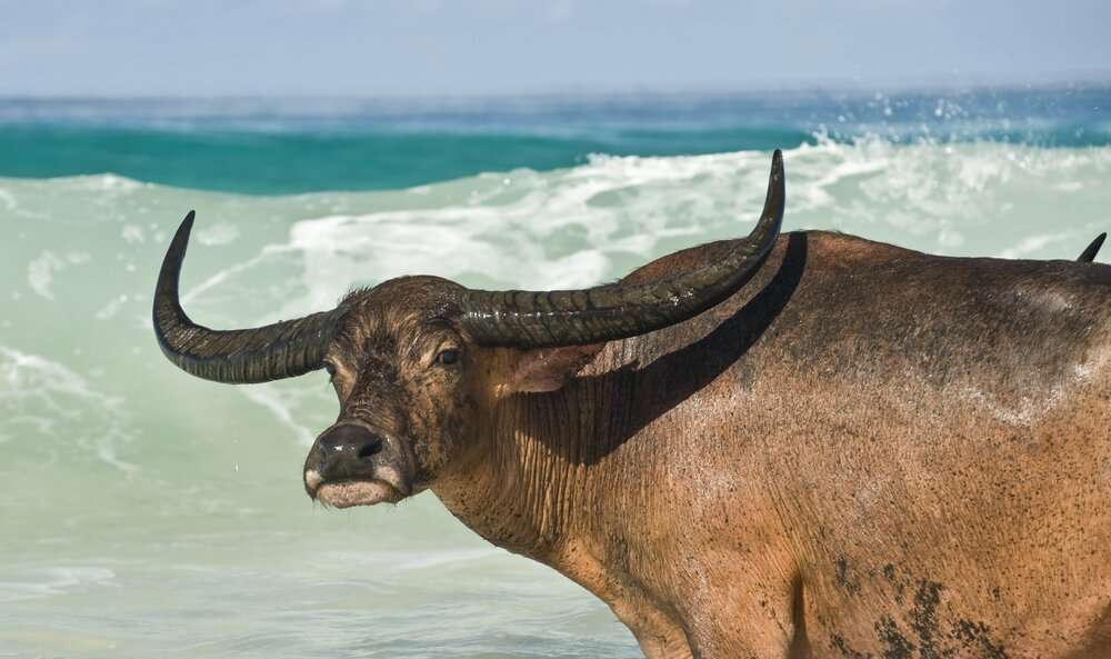 Buffalo on Nihiwatu Beach